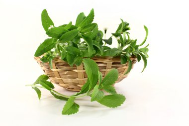 Stevia