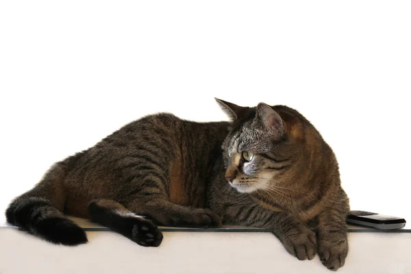 Cep telefonu ile çizgili bir kedi — Stok fotoğraf