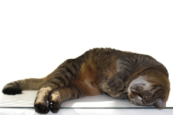 stock image :striped cat on a white background