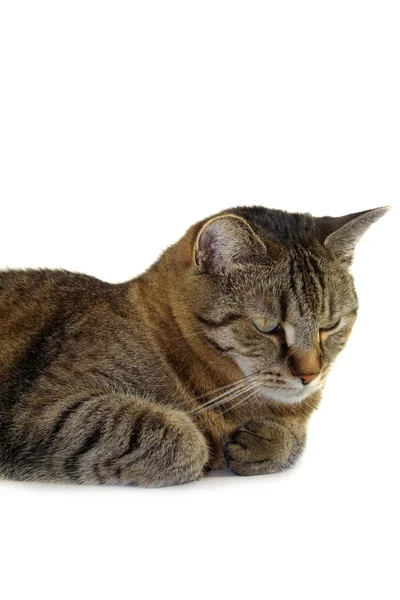 :striped cat on a white background — Stock Photo, Image