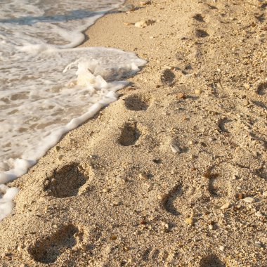 Kumda ayak izleri var.