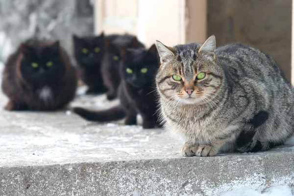 Gruppe von Katzen — Stockfoto