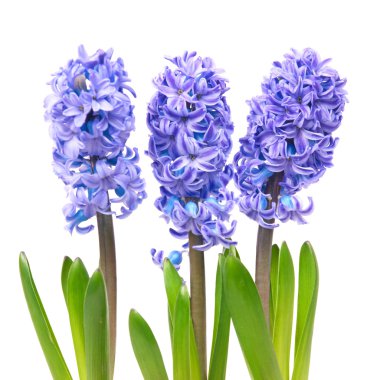 Blue hyacinthes clipart