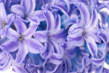 Blue hyacinthes clipart