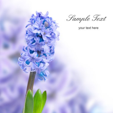 Blue hyacinth clipart