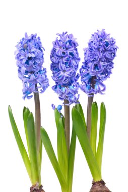 Blue hyacinthes clipart