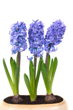 Blue hyacinthes clipart