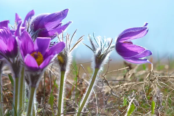 Flowers Pasqueflower (Pulsatilla patens) — Stock Photo, Image