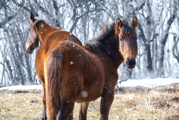 Rode paarden op het veld — Stockfoto
