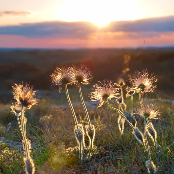Sunset with deflorated flowers — Stock Photo, Image