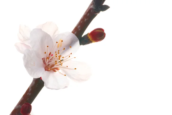 Αμύγδαλο λευκό λουλούδια — Φωτογραφία Αρχείου
