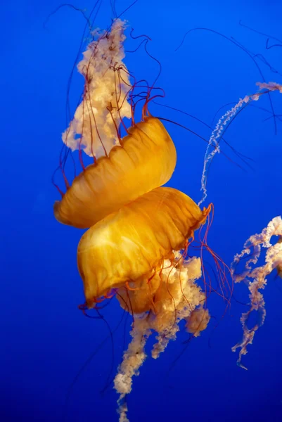 Narancssárga medúza akvárium — Stock Fotó