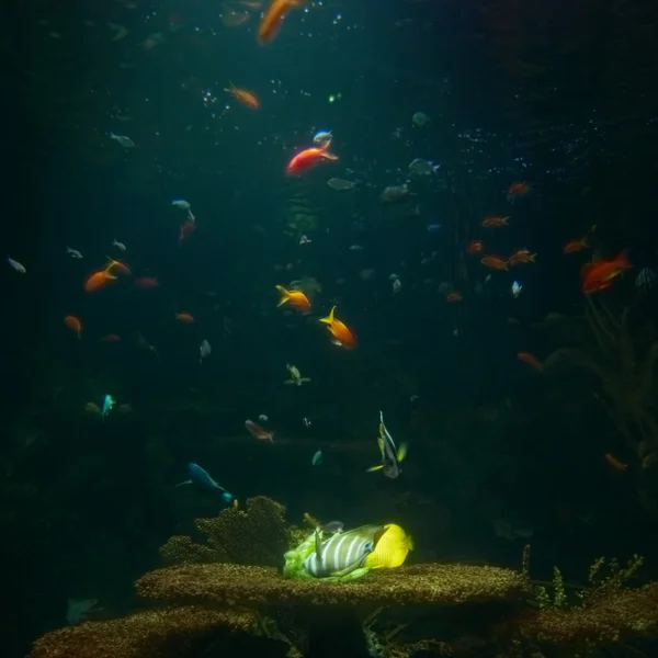 Akvarium med tropiska fiskar — Stockfoto