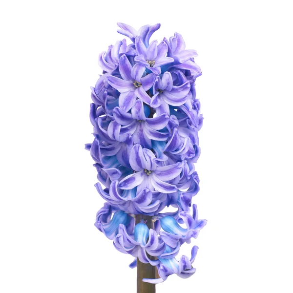 블루 hyacinthes — 스톡 사진