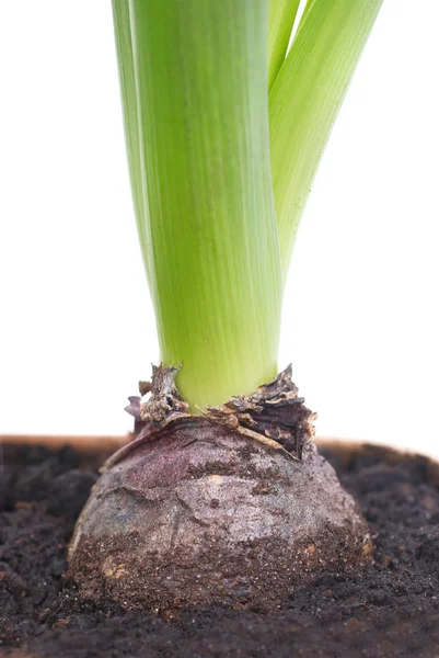 Bulb of hyacinth — Stock Photo, Image