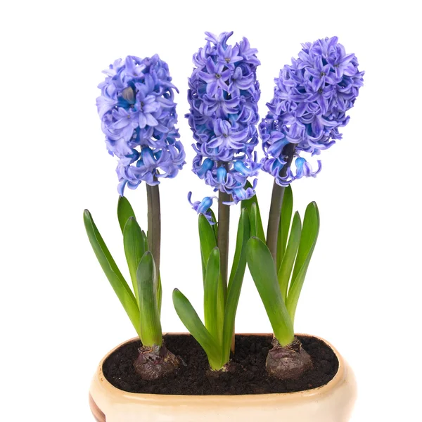 Kék hyacinthes — Stock Fotó
