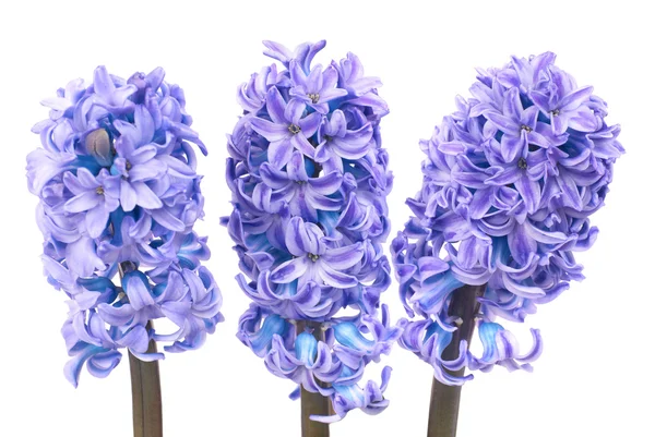 Blå hyacinthes — Stockfoto