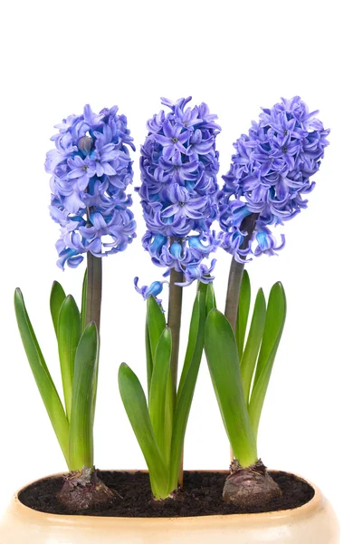 Blue hyacinthes — Stockfoto
