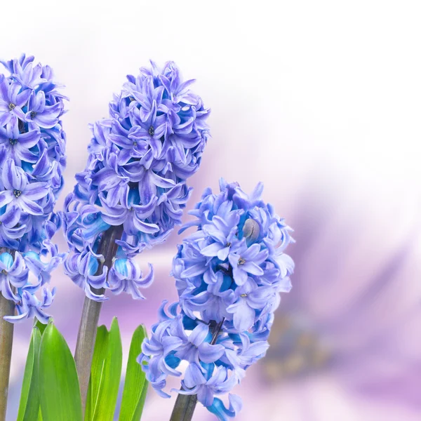 Modrá hyacinthes — Stock fotografie