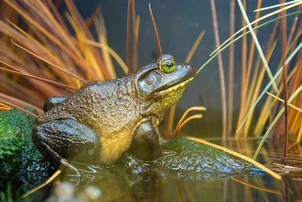 Жаба в траві — стокове фото