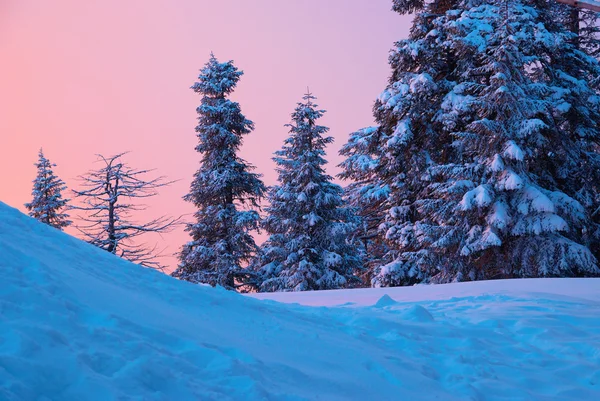 Matahari terbenam di hutan musim dingin. — Stok Foto