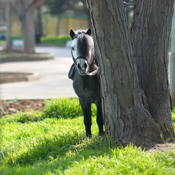 Kleine pony — Stockfoto