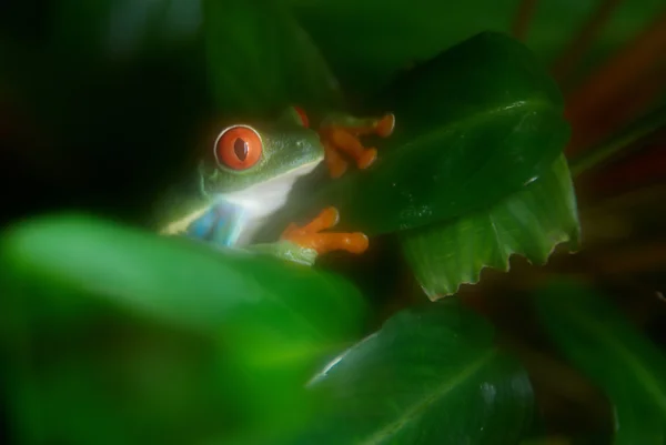 나무 위의 초록 개구리 — 스톡 사진