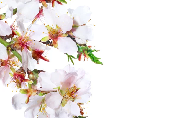 stock image Almond white flowers