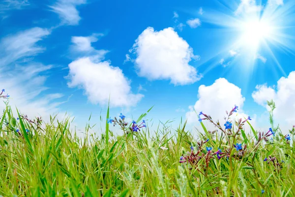 Hierba verde con cielo nublado — Foto de Stock
