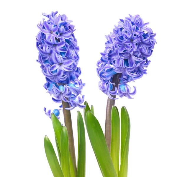 Modrá hyacinthes — Stock fotografie
