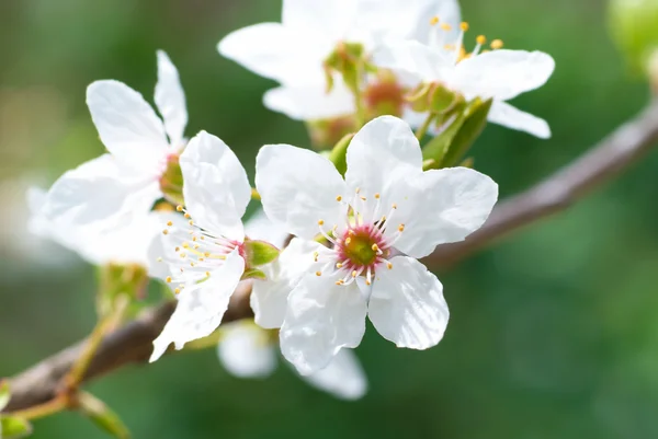 Pflaume weiße Blüten — Stockfoto