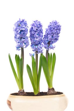 Blue hyacinthes clipart