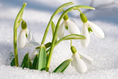 Spring snowdrop flowers clipart