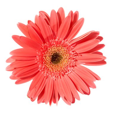 Kırmızı çiçek gerbera