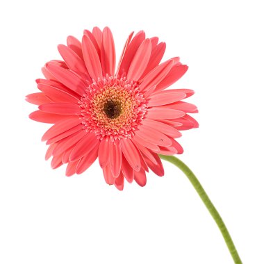 Kırmızı çiçek gerbera