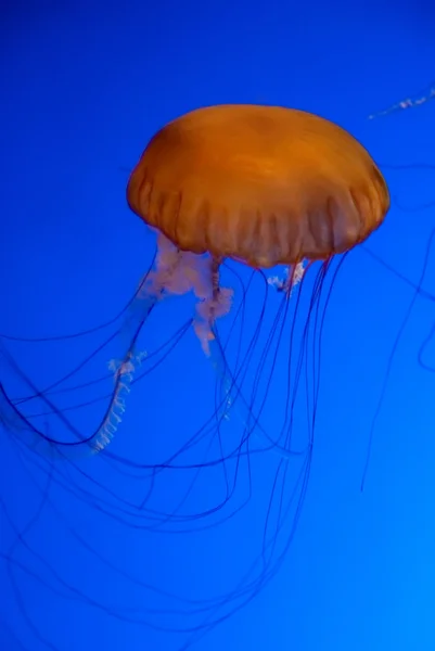 Medusas de laranja em um aquário — Fotografia de Stock