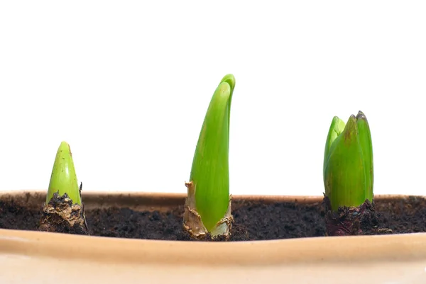 Drie groeiende planten — Stockfoto