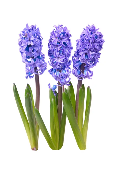 Hyacinthes bleus — Photo
