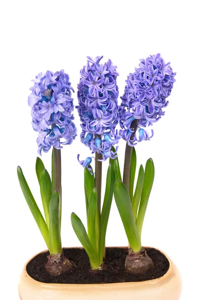 Blue hyacinthes — Stock Photo, Image