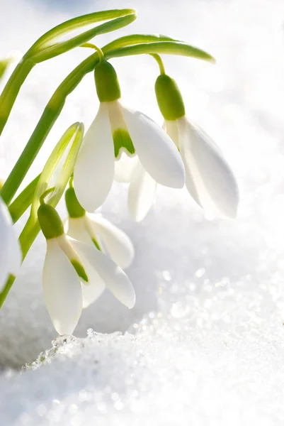 Sněženka jarní květiny — Stock fotografie