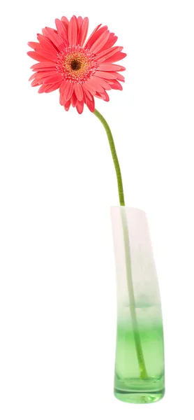 Gerbera flor roja en el jarrón — Stockfoto