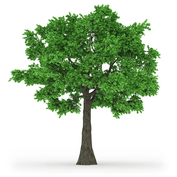 Дерево на 100Mpix — стоковое фото