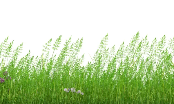Perfil de hierba —  Fotos de Stock