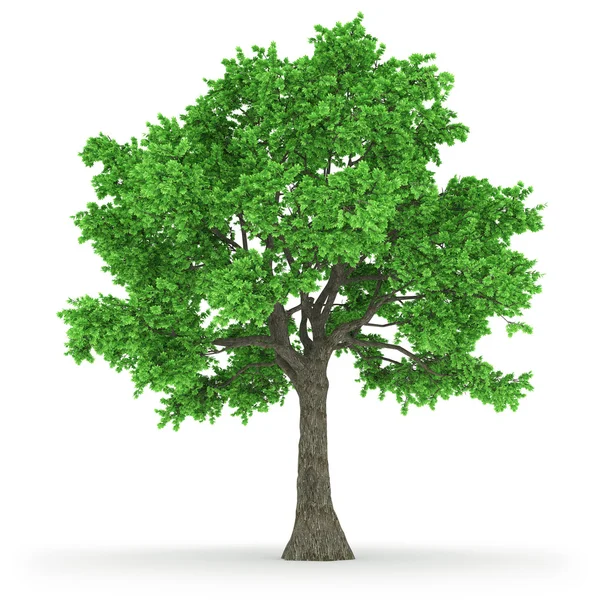 Drzewo w 100mpix — Zdjęcie stockowe