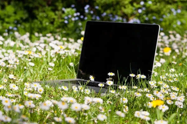 stock image Notebook on a meadow