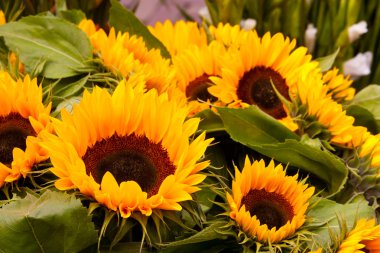 Sunflowers clipart