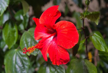 Hibiscus (Çin gül)