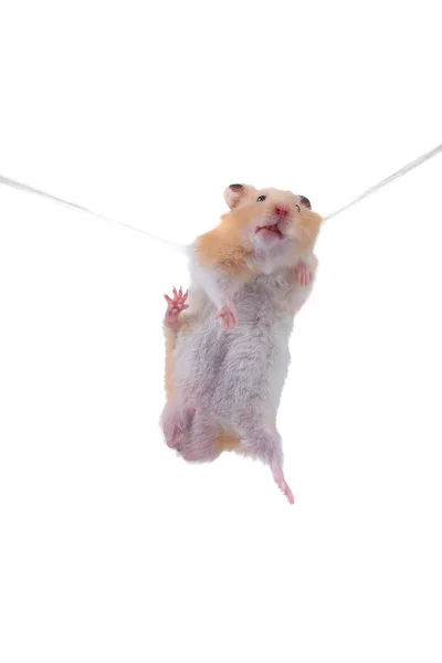 Hamster hangt aan een touw — Stockfoto