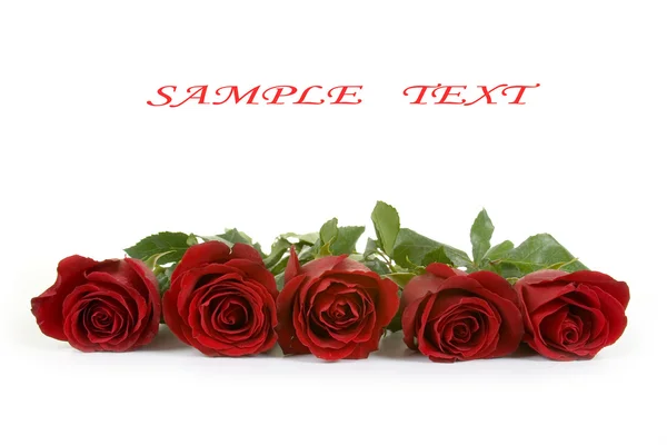 Bouquet af røde roser - Stock-foto