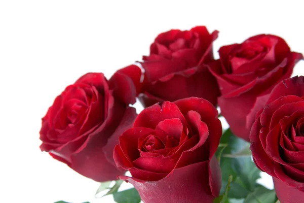 Vörös rózsa csokor — Stock Fotó